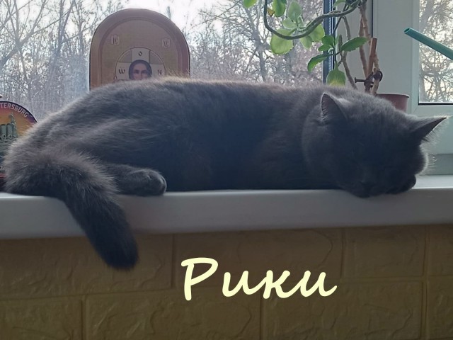 Жизнь домашнего приюта "Котоленд" 373