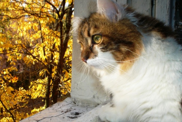 Котовторник 26.03.2013
