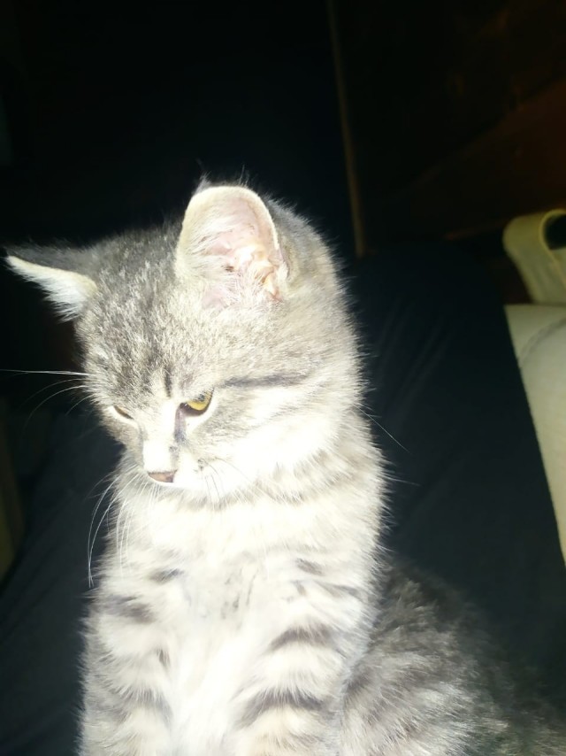Сегодня всемирный день кошек!