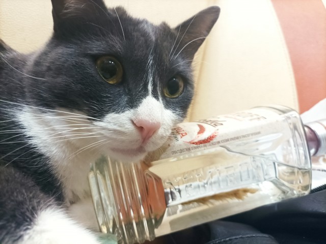Котовторнику посвящается