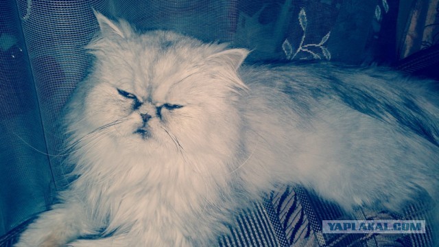 Котовторник 09.04.2013