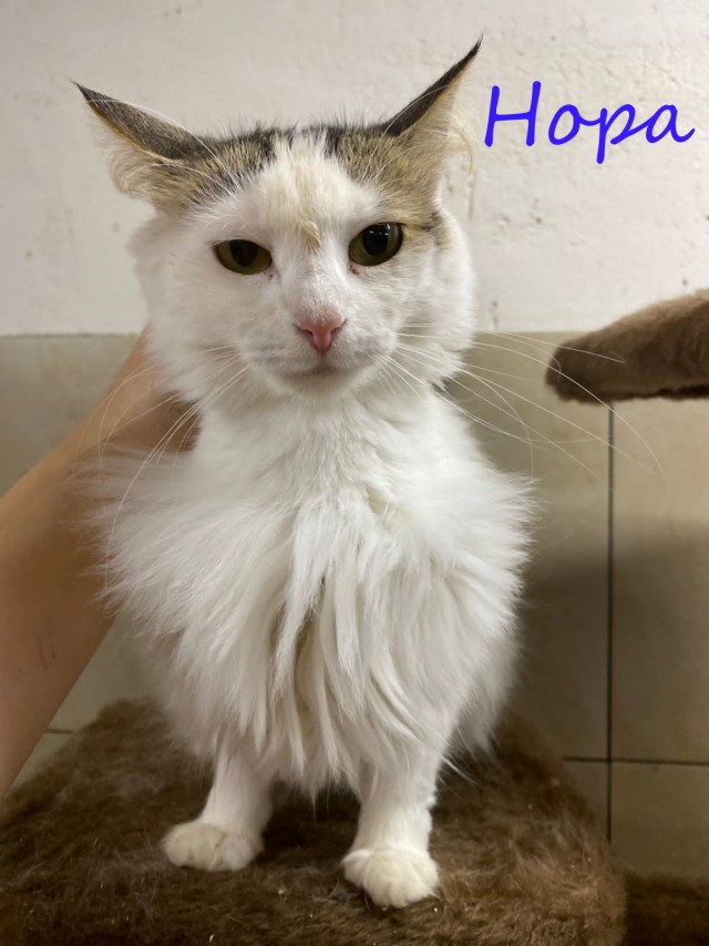 Жизнь домашнего приюта "Котоленд" 395