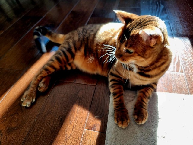 Начинаем котофторник?
