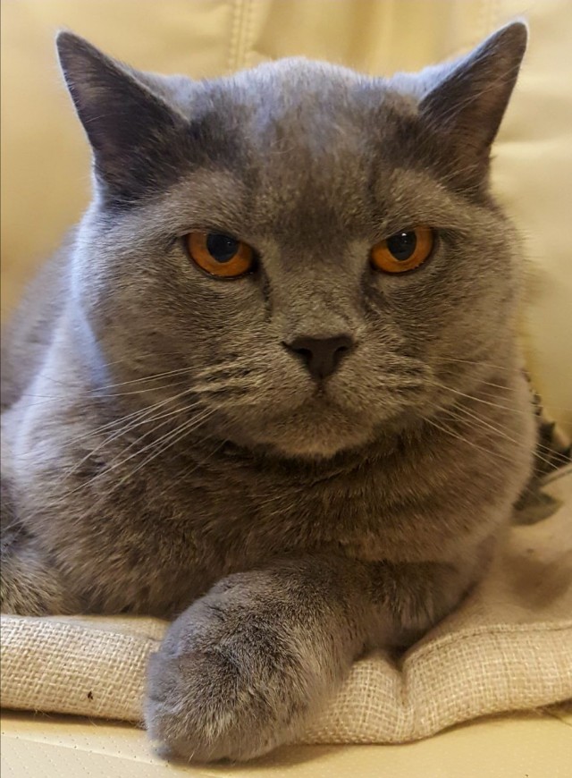 Не только котовторник, а еще и Всемирный день кошек!