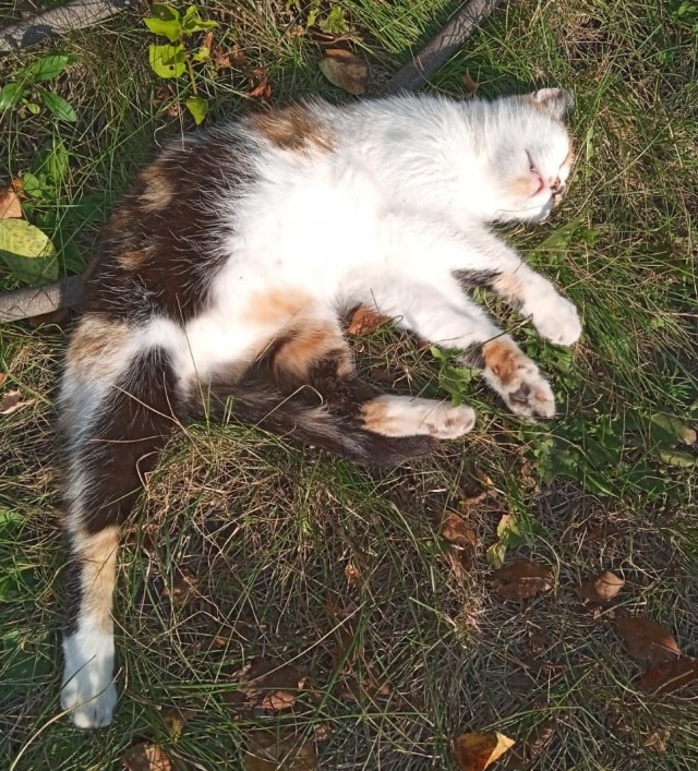 Позы для сна у кошек - что они означают?