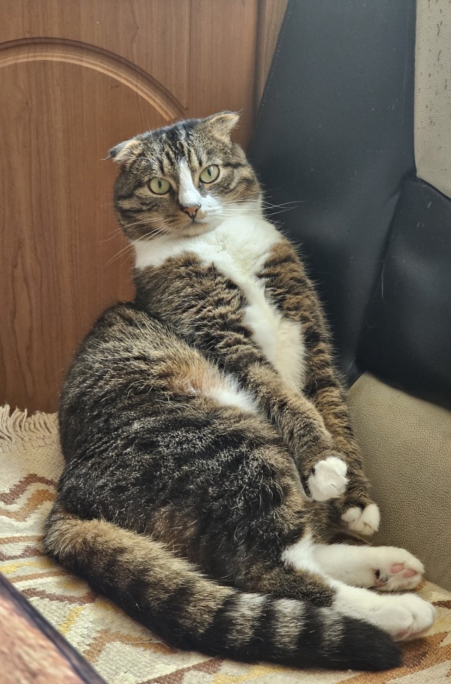 Толстые коты