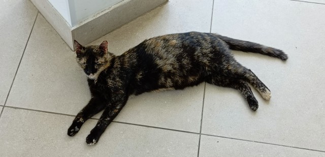 Южных котиков вам на радость