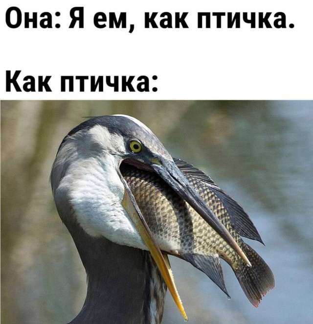 Такую хрен прокормишь