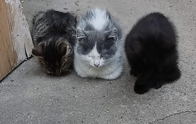 Котовторник!