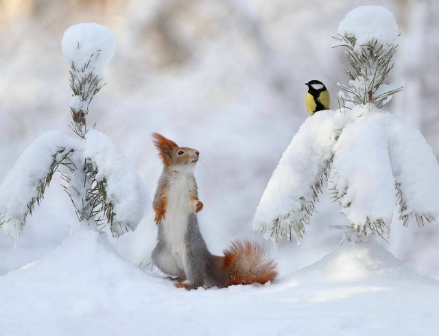 ФотоВинегрет