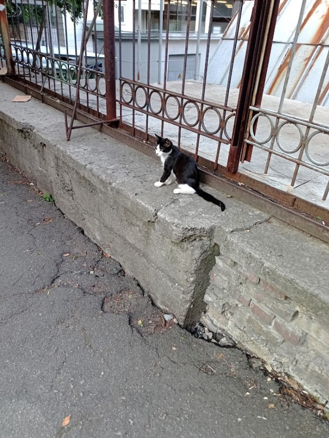 Коты, которые работают на заводах