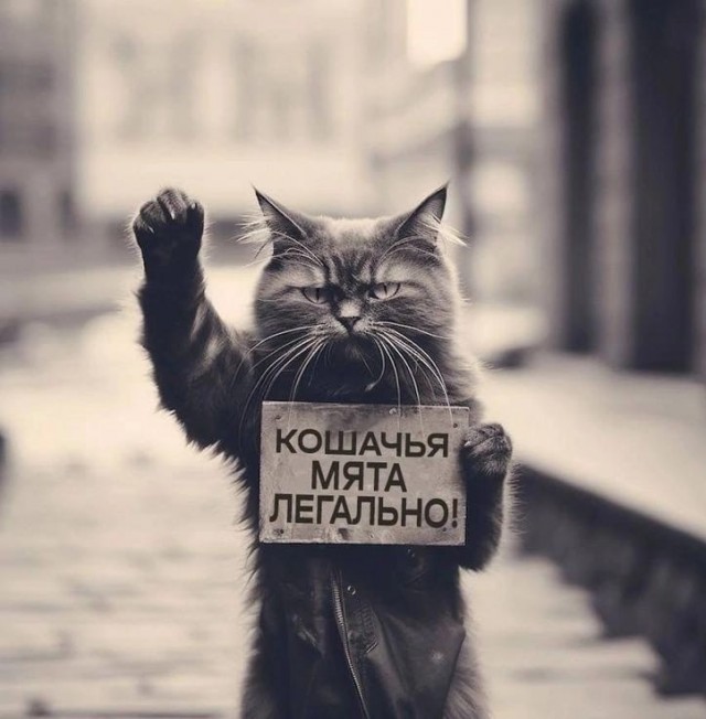 В Московской области полицейские уничтожили дикорастущую коноплю на площади около 3,5 гектара путём скашивания и сжигания