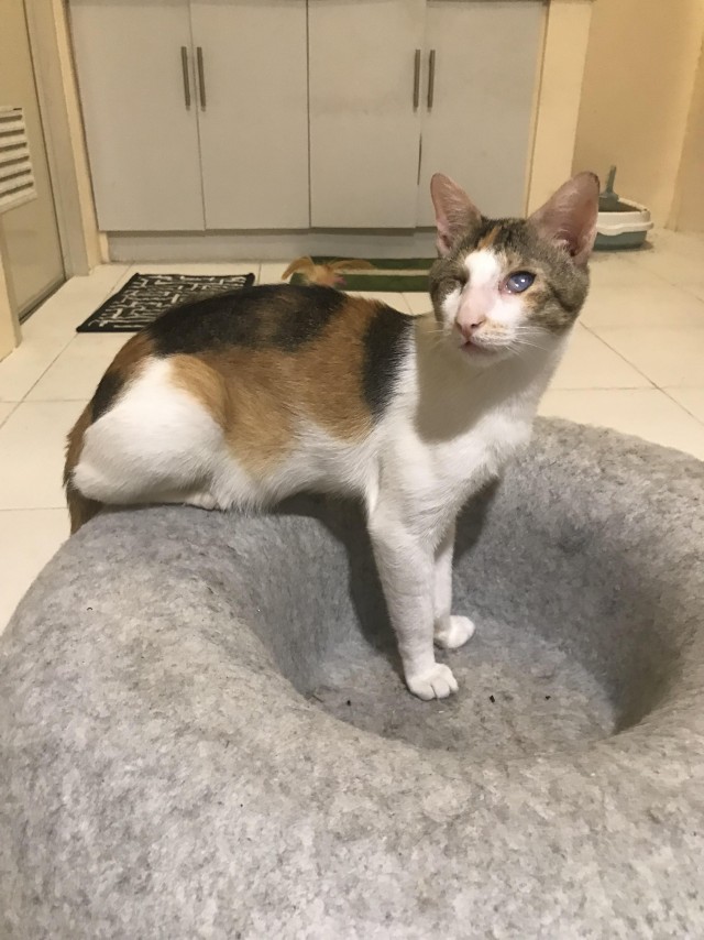 Слепой трёхцветный котик