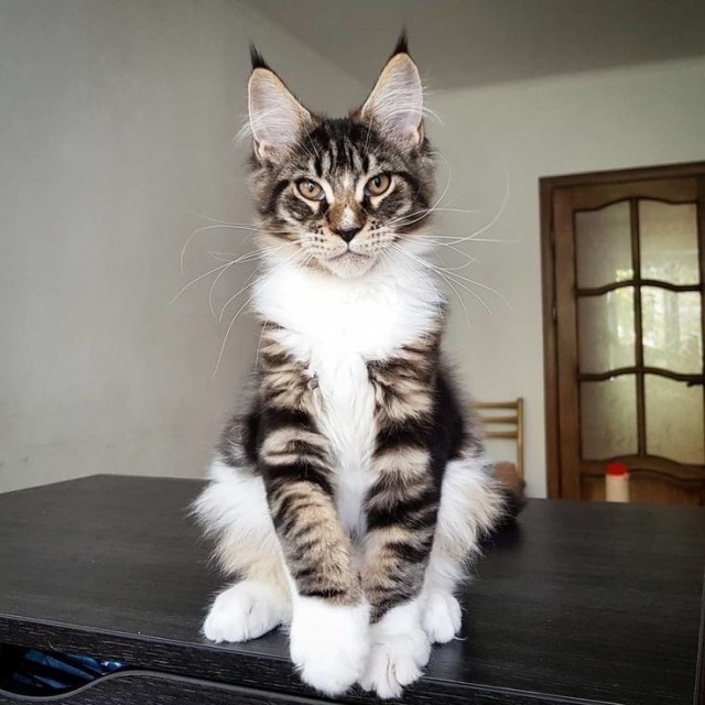 Котовторник! Успел!)