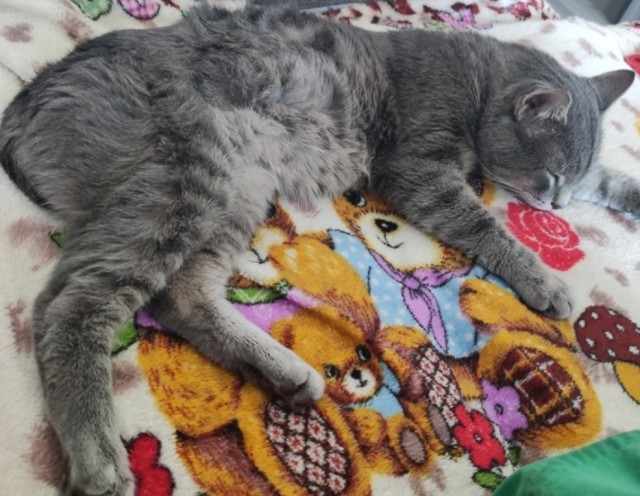 Спящий кот