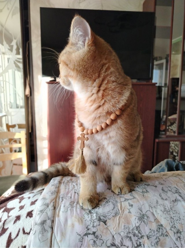Нефотогеничный кот