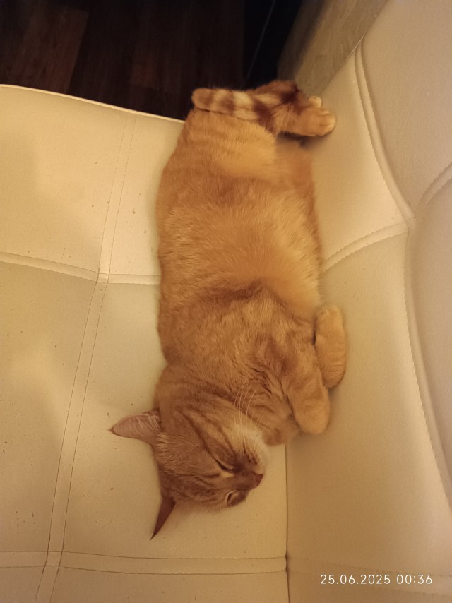 Кот...