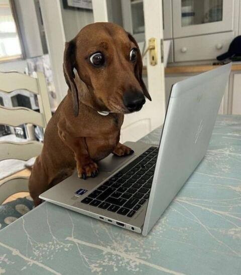 День «Работай как собака» отмечают сегодня — этот праздник посвящён работягам, которые вечно перерабатывают