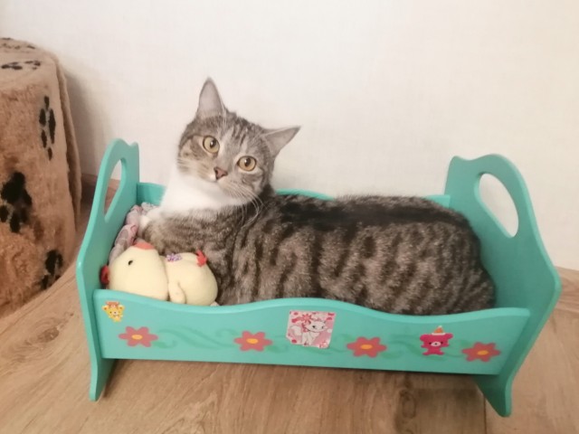 Хоть котовторник прошел ловите моего красавчика