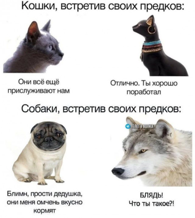 Картинки для деградации 34 (разной степени свежести)