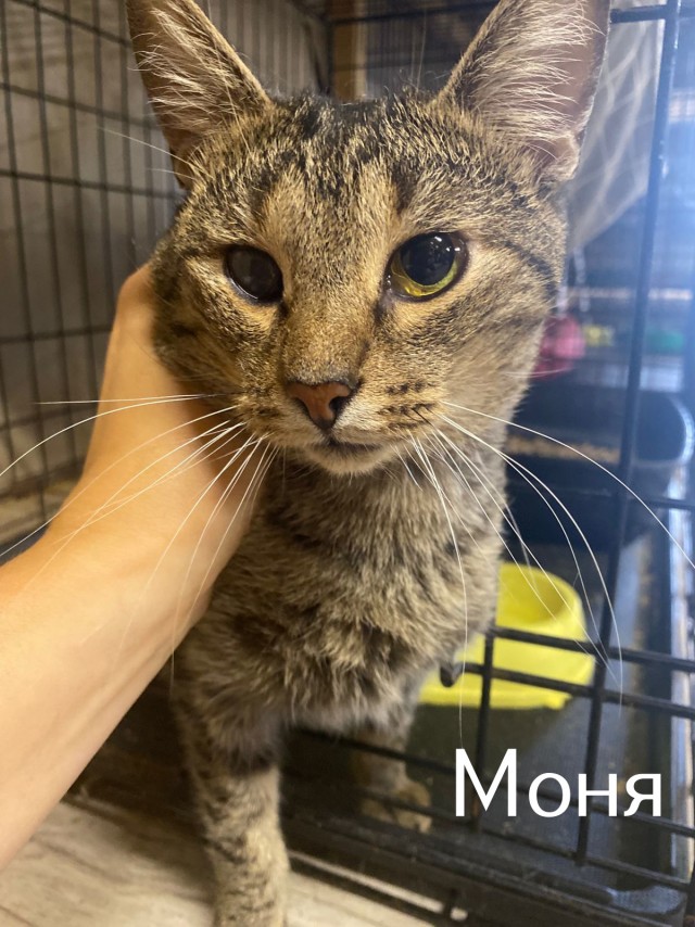 Жизнь домашнего приюта "Котоленд" 513