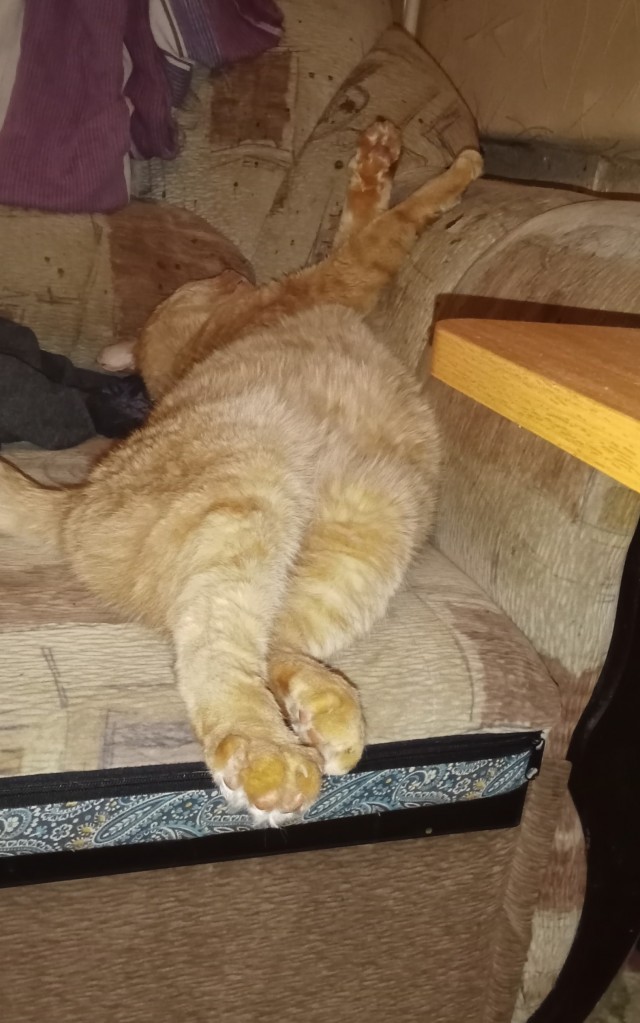 Наглый кот, который живёт на два дома.