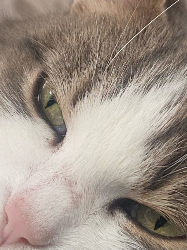 Не забываем о Котовторнике!