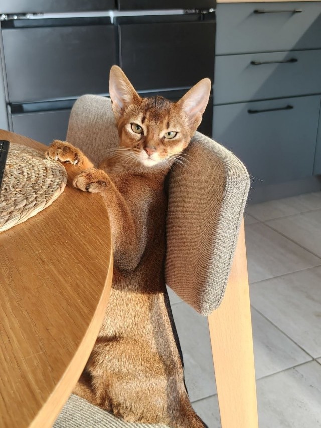 Котовторник