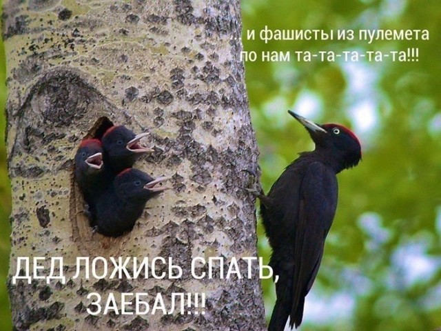 Картинки для деградации 272 (разной степени свежести)