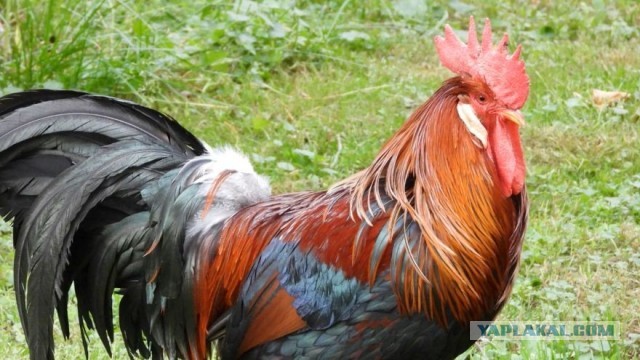 Петух потерял хозяина и восемь лет ждал его у больницы.