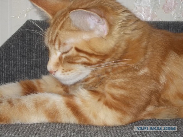 Котовторник   17.12.2013