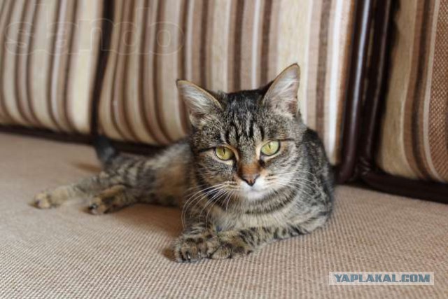 Котовторник 04.03.2014