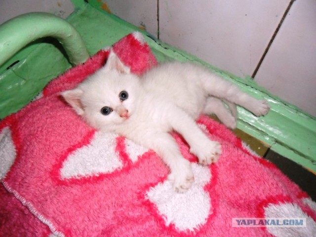 Котовторник 18.03.2014