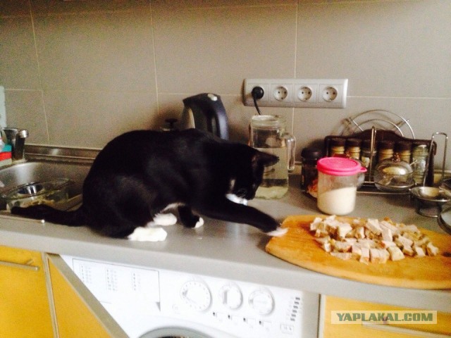 Котовторник  25.03.2014