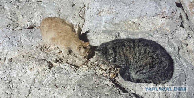 Котовторник   15.04.2014