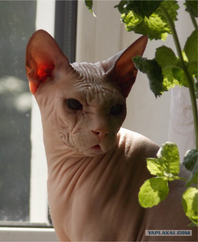 Котовторник  08.07.2014