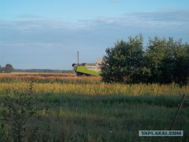 Жизнь домашнего приюта для котеек 19