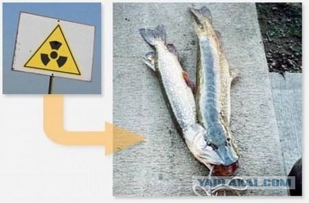 Дорожные знаки и их описание