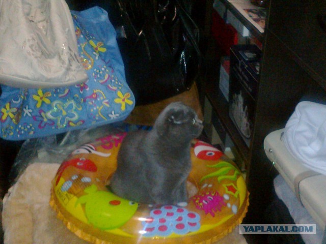 Котовторник 12.08.2014