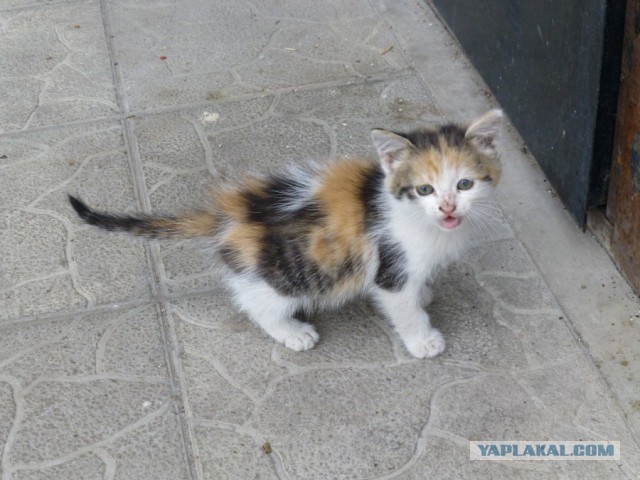 Будем пользу причинять да ласкам подвергать