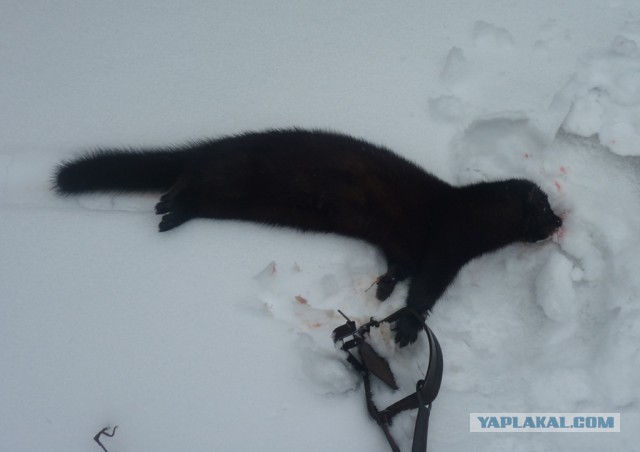 Норка попрошайка