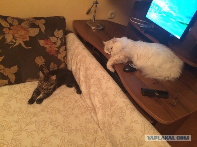 Котовторник 20.01.2015