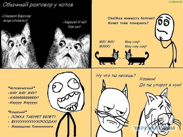 Разговор котов.