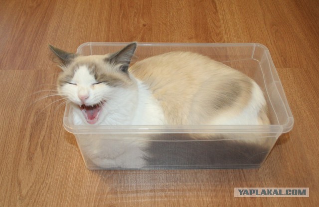 Котовторник