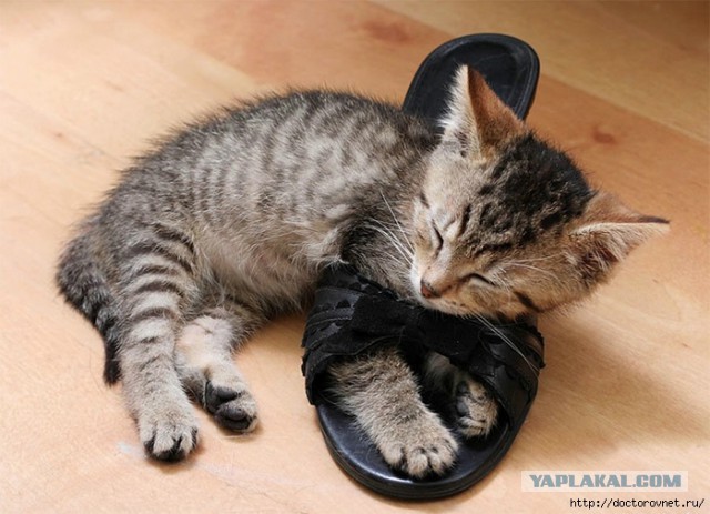 Хоть и не котовторник