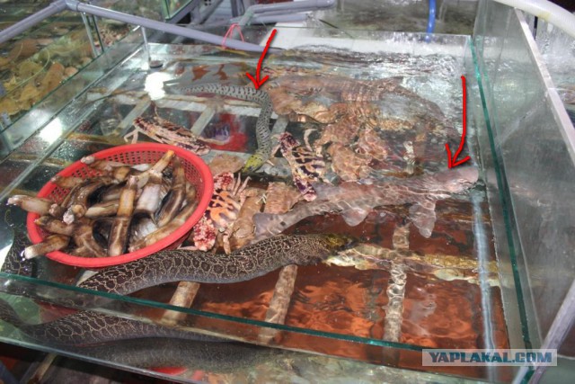 Вьетнамские зарисовки