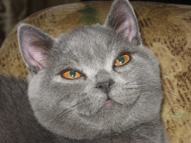 Коты, кошки, котята