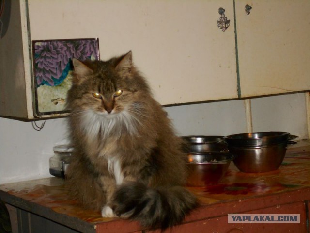 Жизнь домашнего приюта для котеек 108