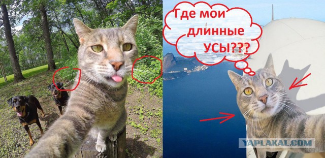 Селфи-кот запилил новые фотки