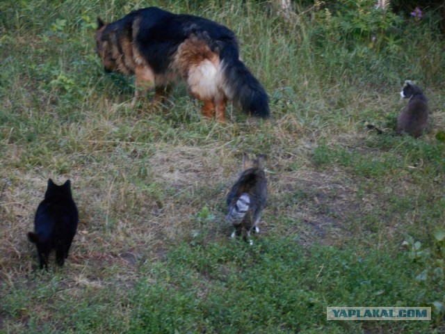 Жизнь домашнего приюта для котеек 121